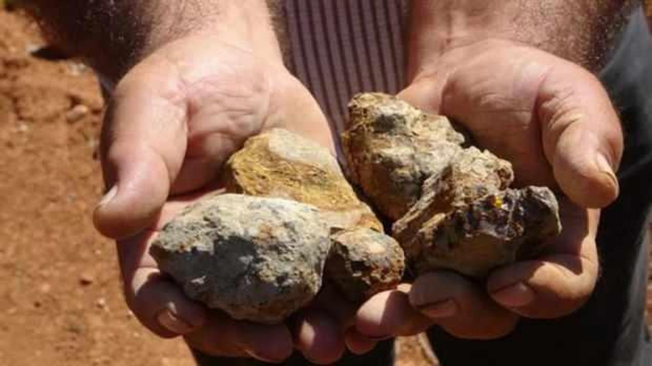 Gramı altınla yarışıyor! Tek tek seçerek topraktan çıkarılıyor: Doğada anlaşılması çok zor