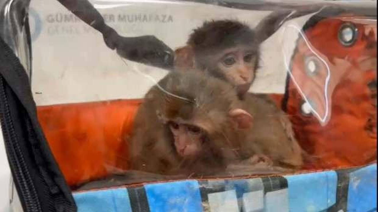 Habur G&uuml;mr&uuml;k Kapısı'nda 3 şahin ve 2 makak maymunu ele ge&ccedil;irildi