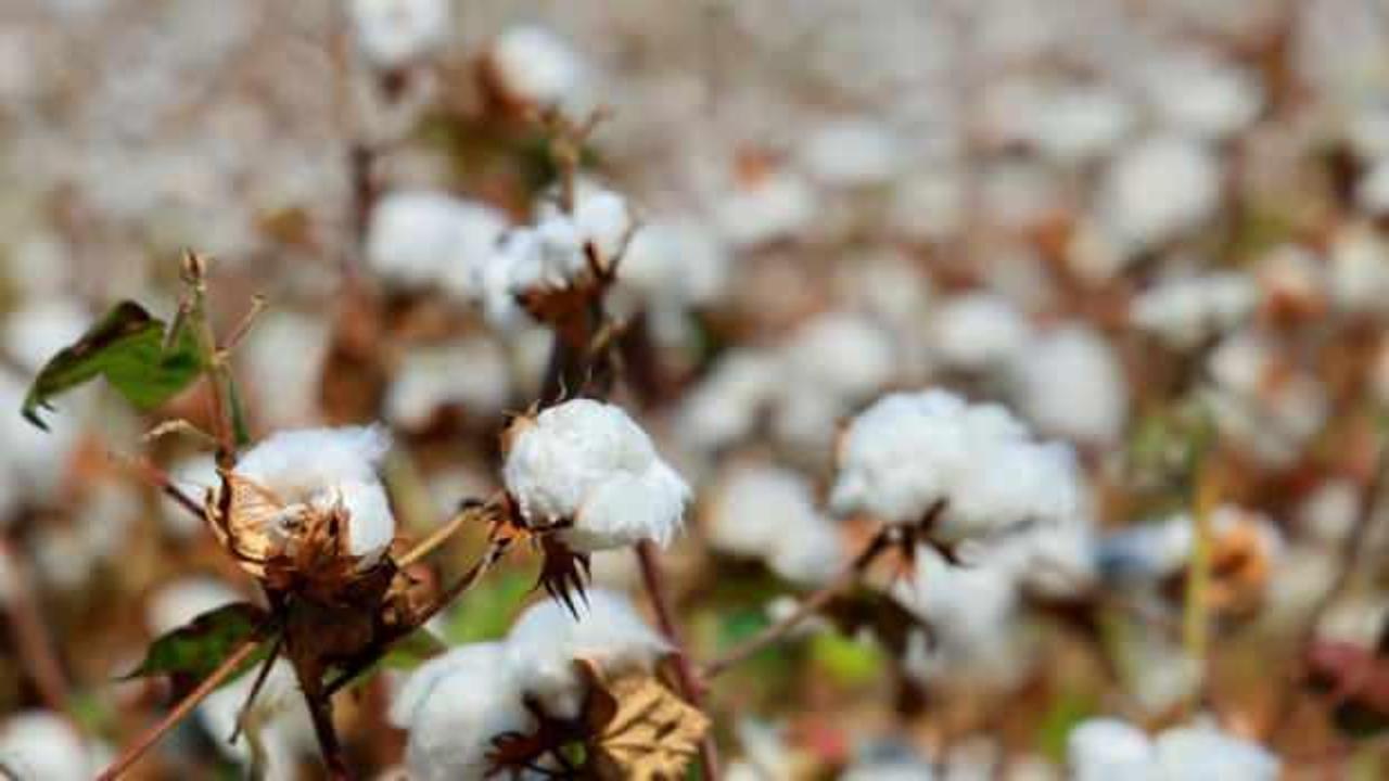 Hasat dönemi başladı: Onun adı 'Beyaz altın'