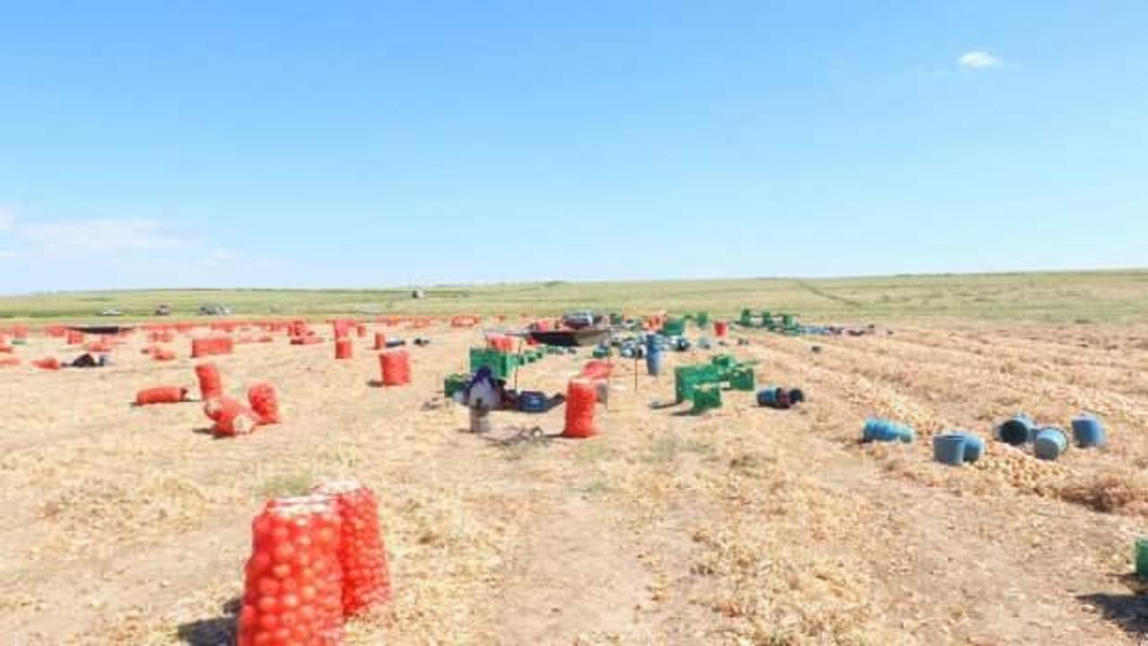 Kışlık soğanın ilk hasadı başladı