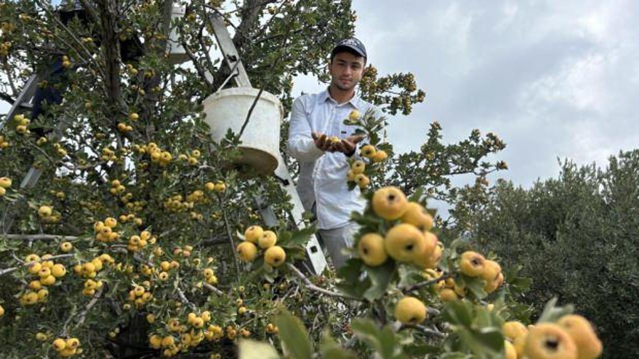 Şifa deposu alı&ccedil;ta hasat başladı: 200 TL'den alıcı buluyor