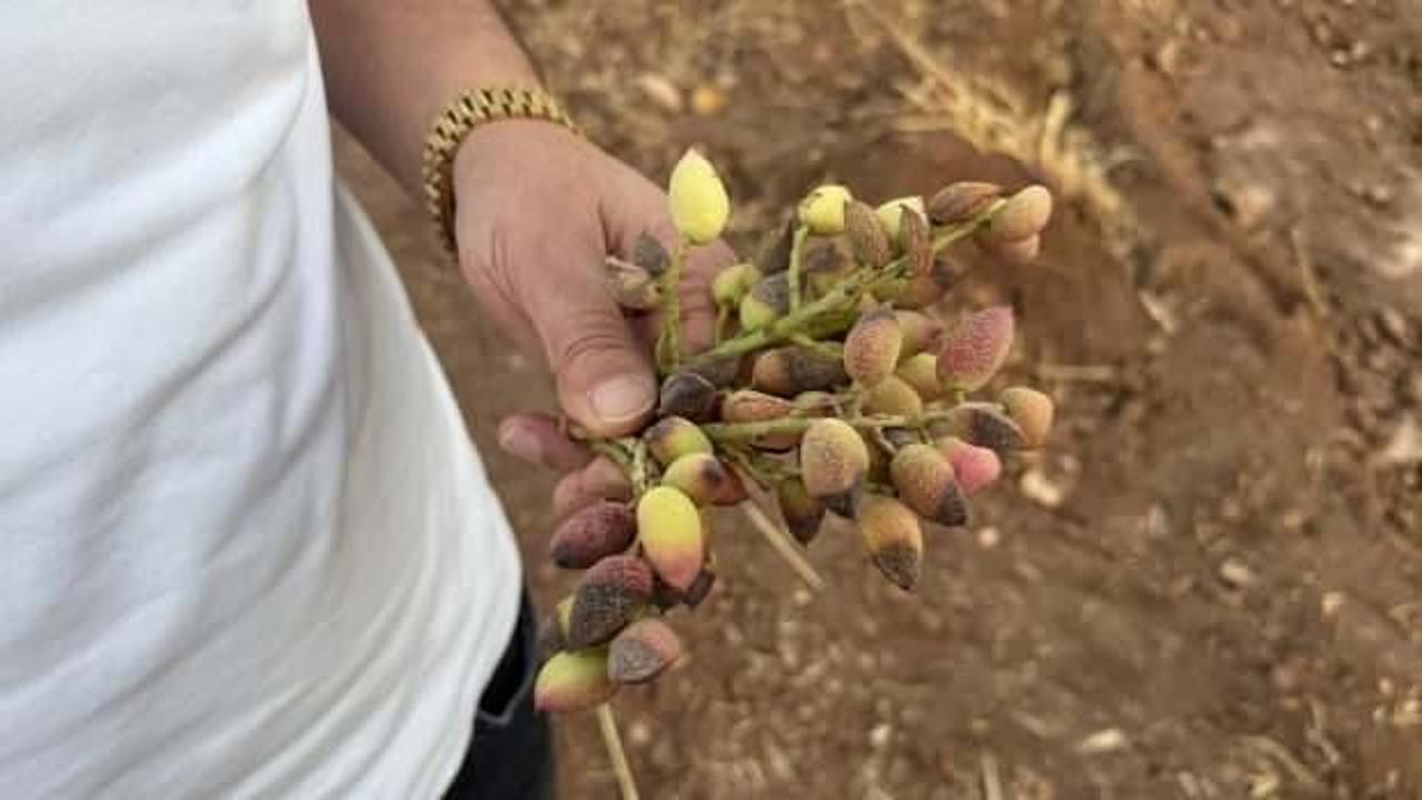 Siirt fıstığında rekolte yüzde 80 düştü