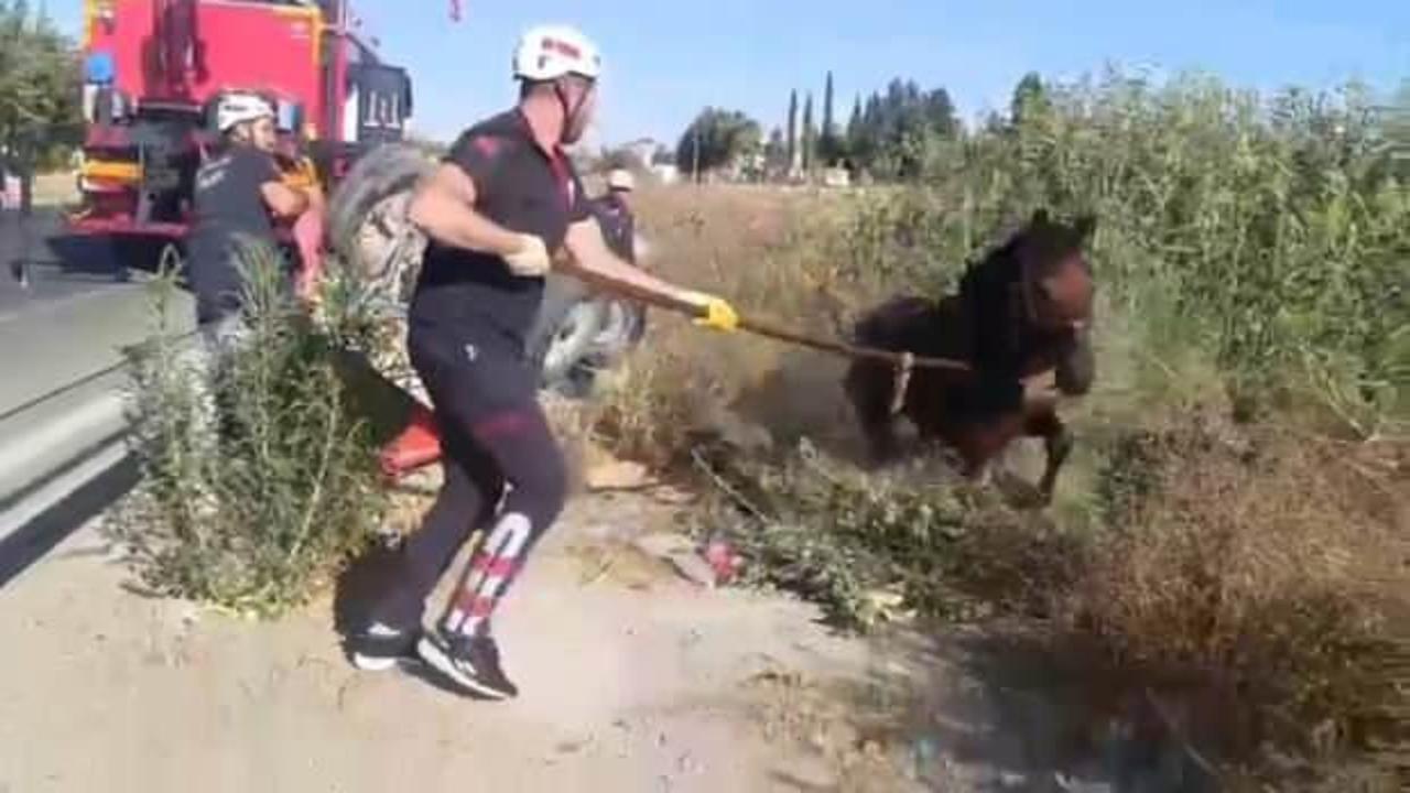 Tahliye kanalına düşen at kurtarıldı