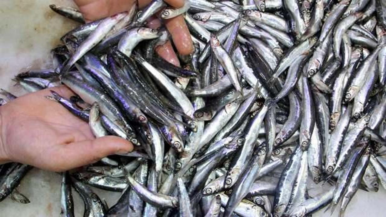 Trabzon'da hamsinin kilogramı 100 liradan satışa sunuldu