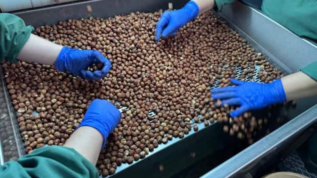 Türkiye'den dünyada 124 ülkeye fındık ihraç edildi!