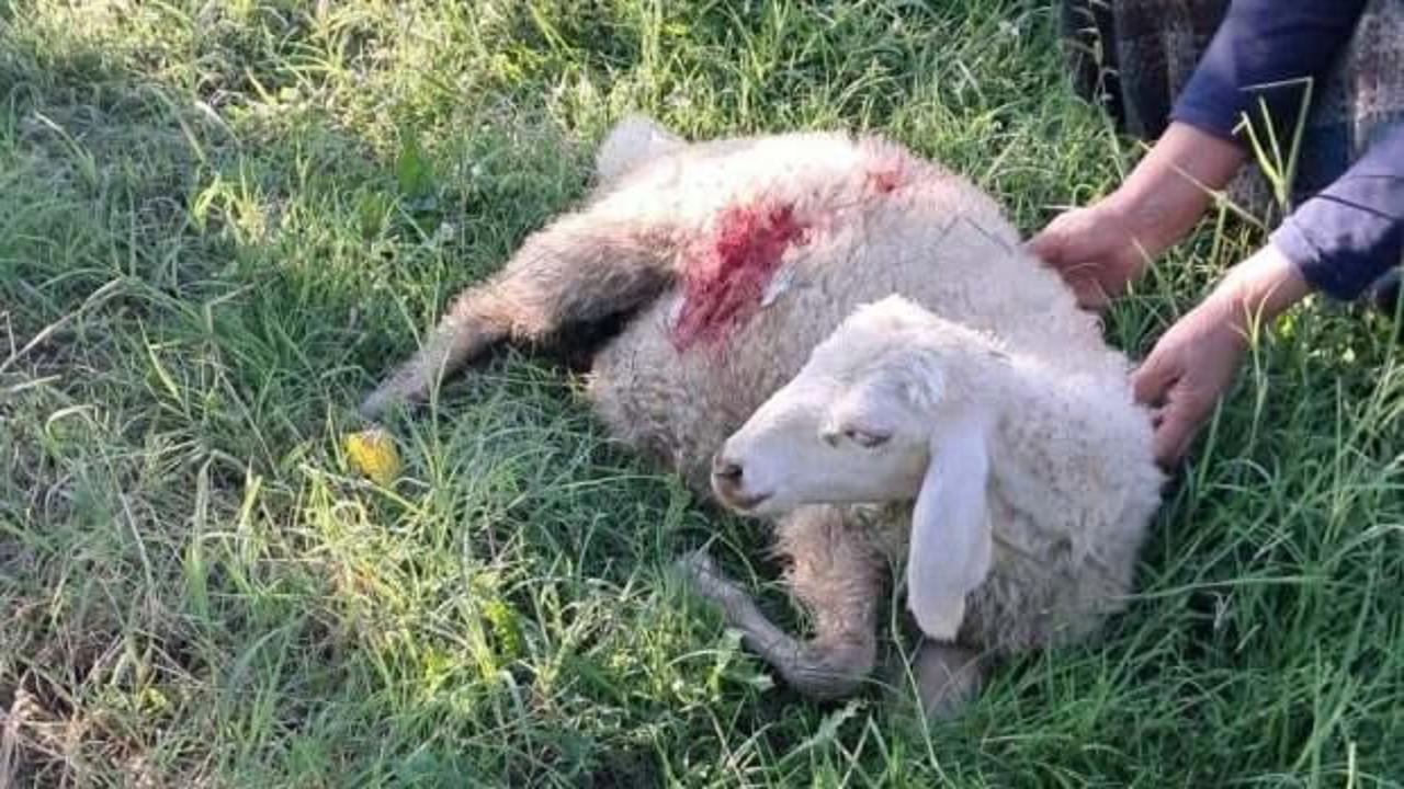 Erzincan'da başıboş köpek dehşeti! 6 Kuzu telef oldu