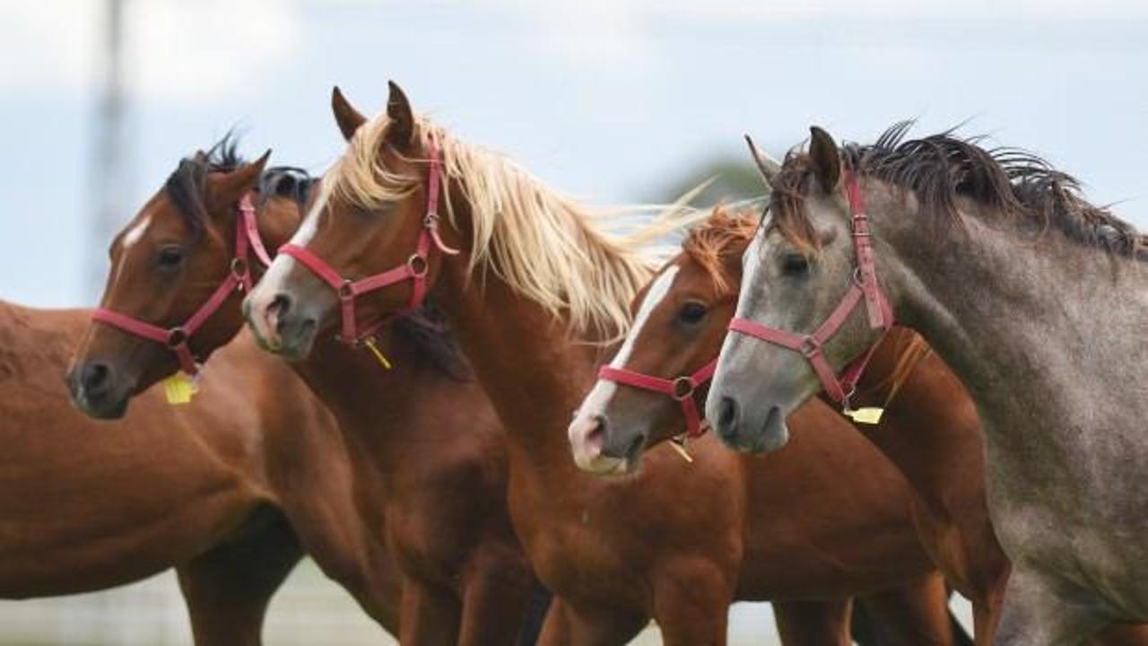 15 koşu tayı satılacak! Teminat 300 bin lira