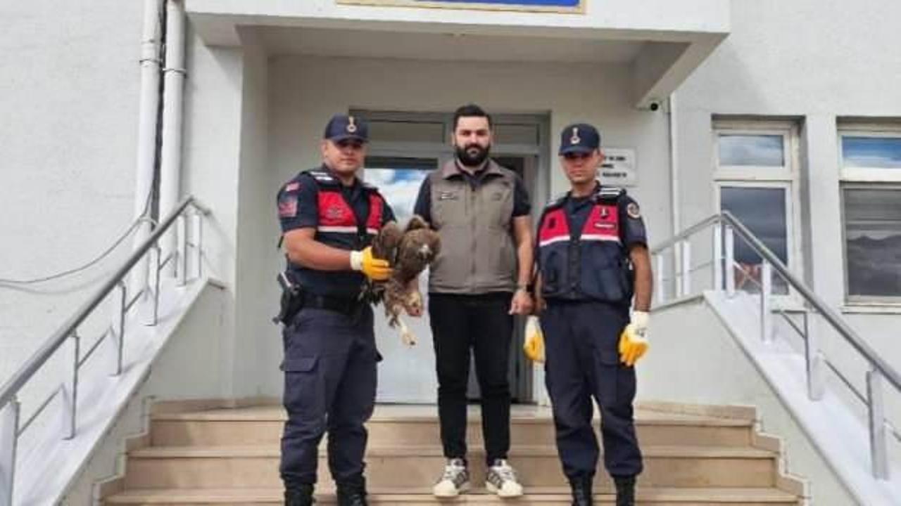 Yaralı halde bulunan kartal koruma altına alındı