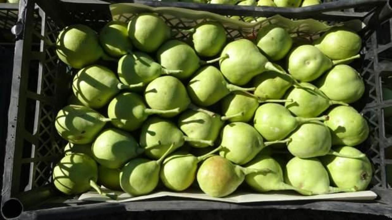 Akçadağ armudu hasadı başladı: Kilosu 70 TL