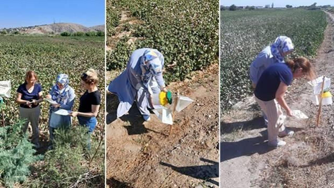 Aydın'da pembekurt &ccedil;ift&ccedil;inin kabusu oldu