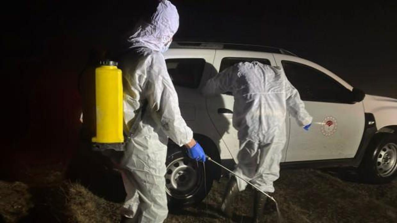 Gümüşhane'de şap hastalığı nedeniyle 5 köy karantinaya alındı