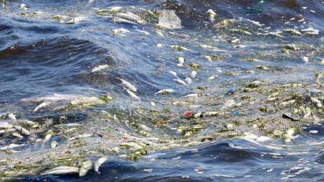 İzmir Körfezi'ndeki kirlilik balıkları öldürmeye devam ediyor