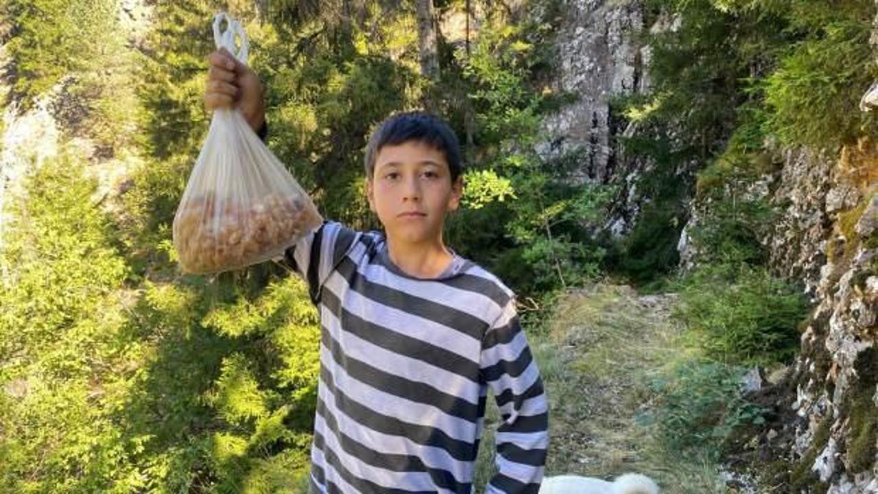 Ormanda topluyor, kilogramını 5 bin TL'den satıyor