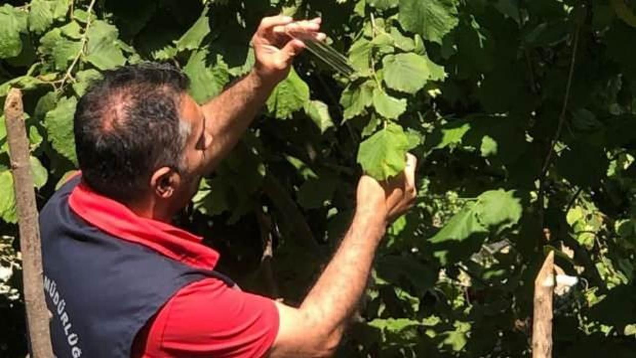 Samsun'da bu böcek çiftçiye kan kusturdu! Mücadele sürüyor