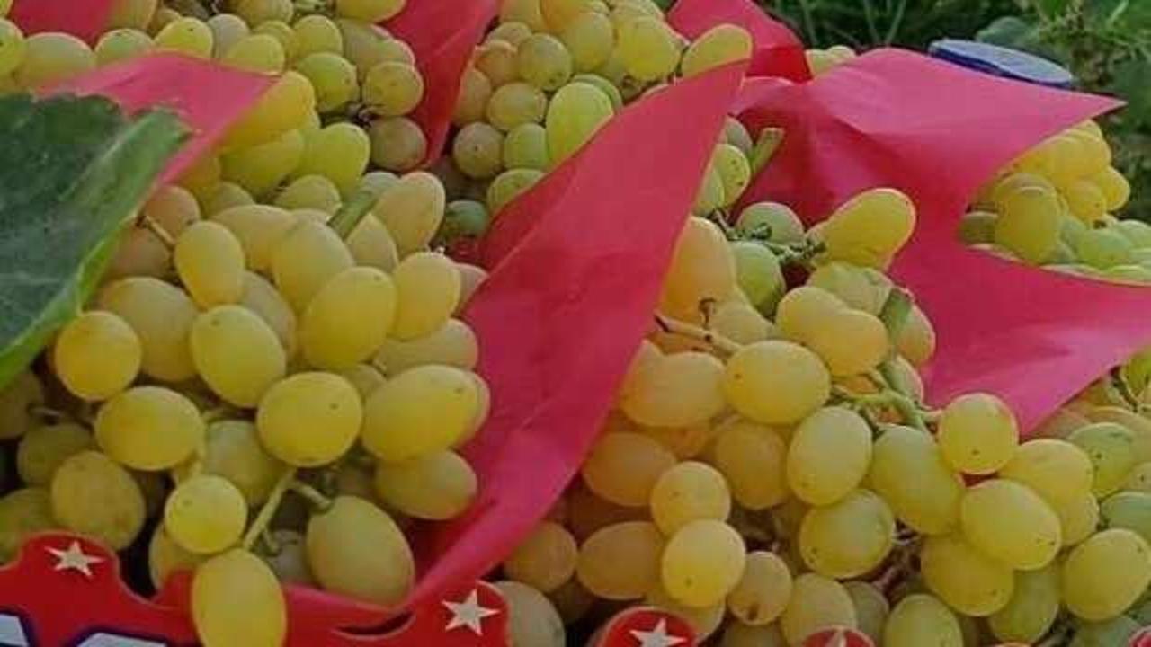 Sarıgöl'de üzüm hasadı aralıksız sürüyor