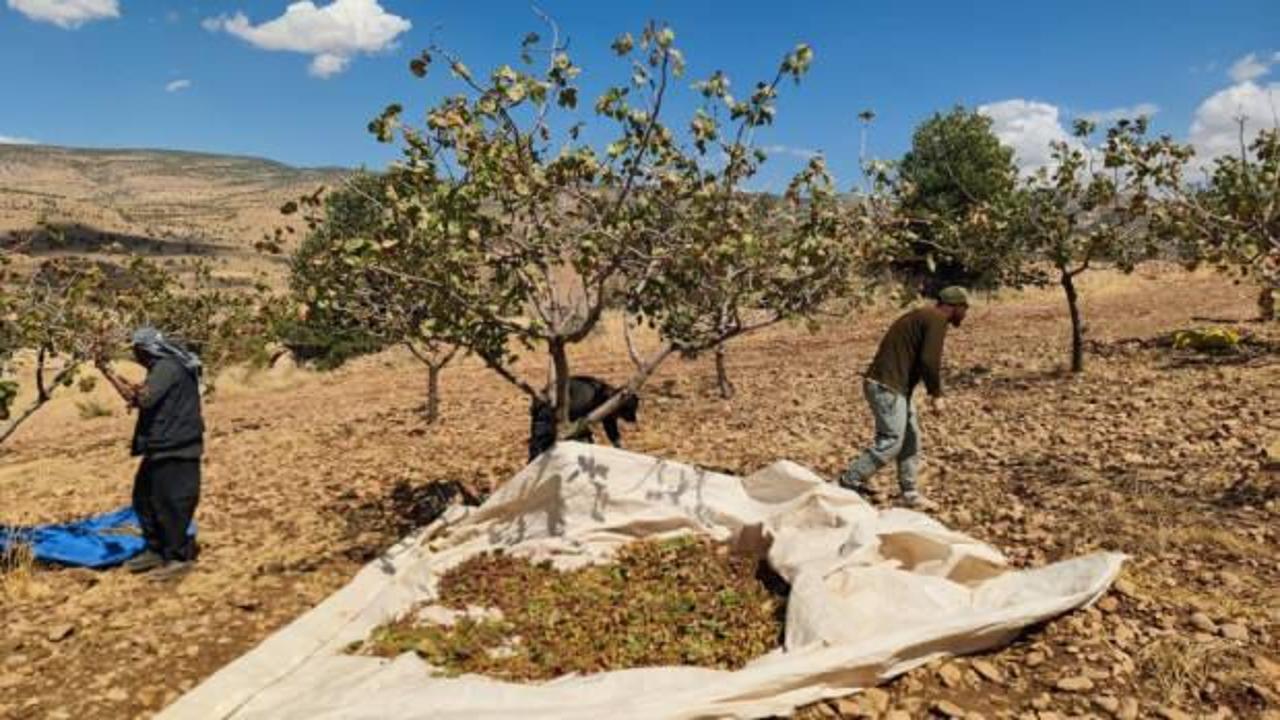 Siirt'te son durum: Fıstık hasadında sona gelindi