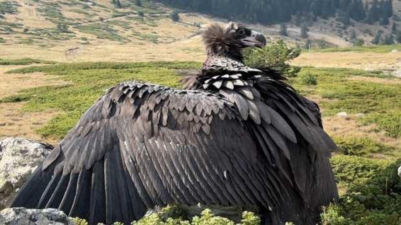 Türkiye'nin en büyük yırtıcı kuşları arasında görülen kara akbaba bitkin bulundu