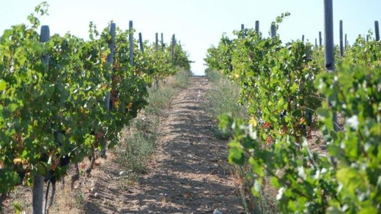 Zirai dondan etkilenen üreticilere destek