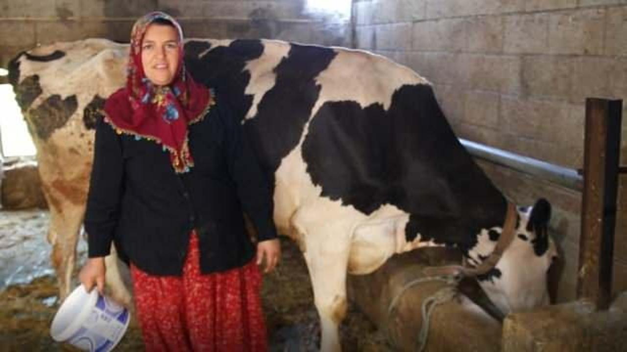 2 inekle başladı, 17 ineğe çıkardı! Artık sıfır kilometre aracı var