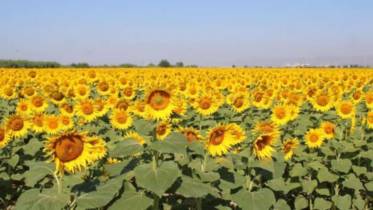 Ayçiçek alım fiyatları açıklandı