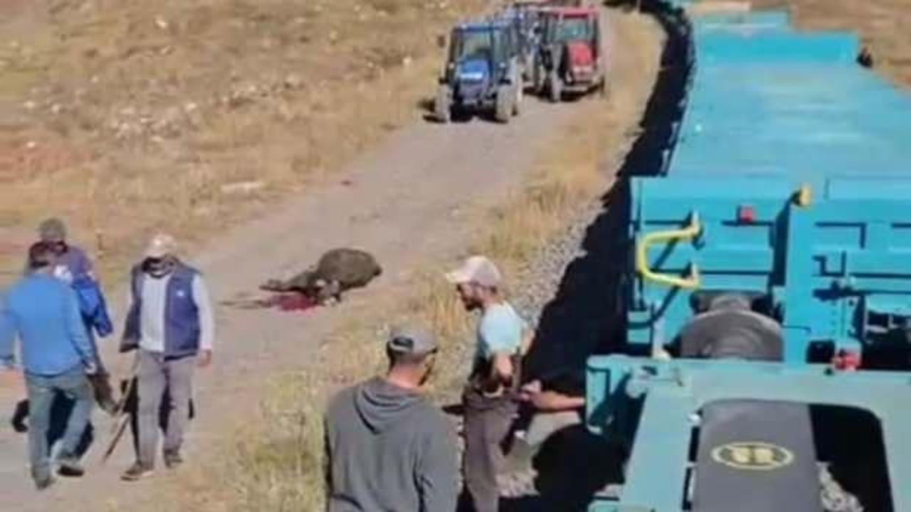 Yük treni büyükbaş sürüsüne çarptı; 5 inek öldü