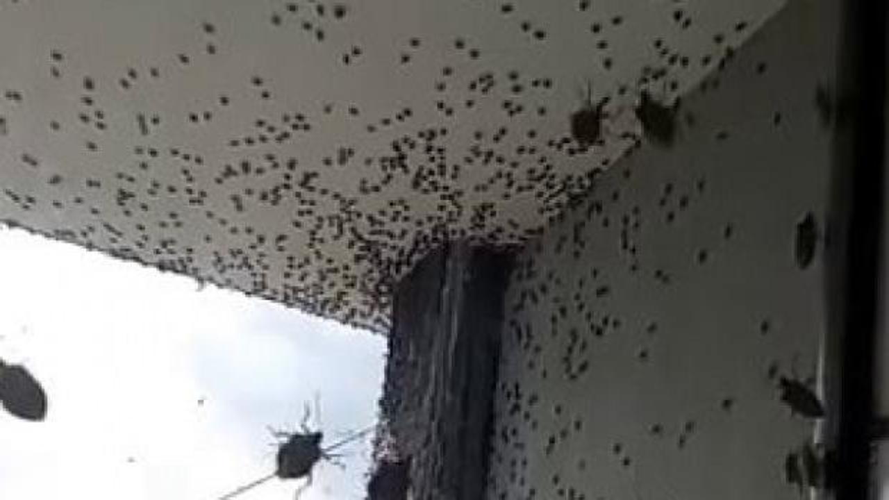 Kabus geri d&ouml;nd&uuml;! İki il&ccedil;eyi istila etti! Bina adeta renk değişti