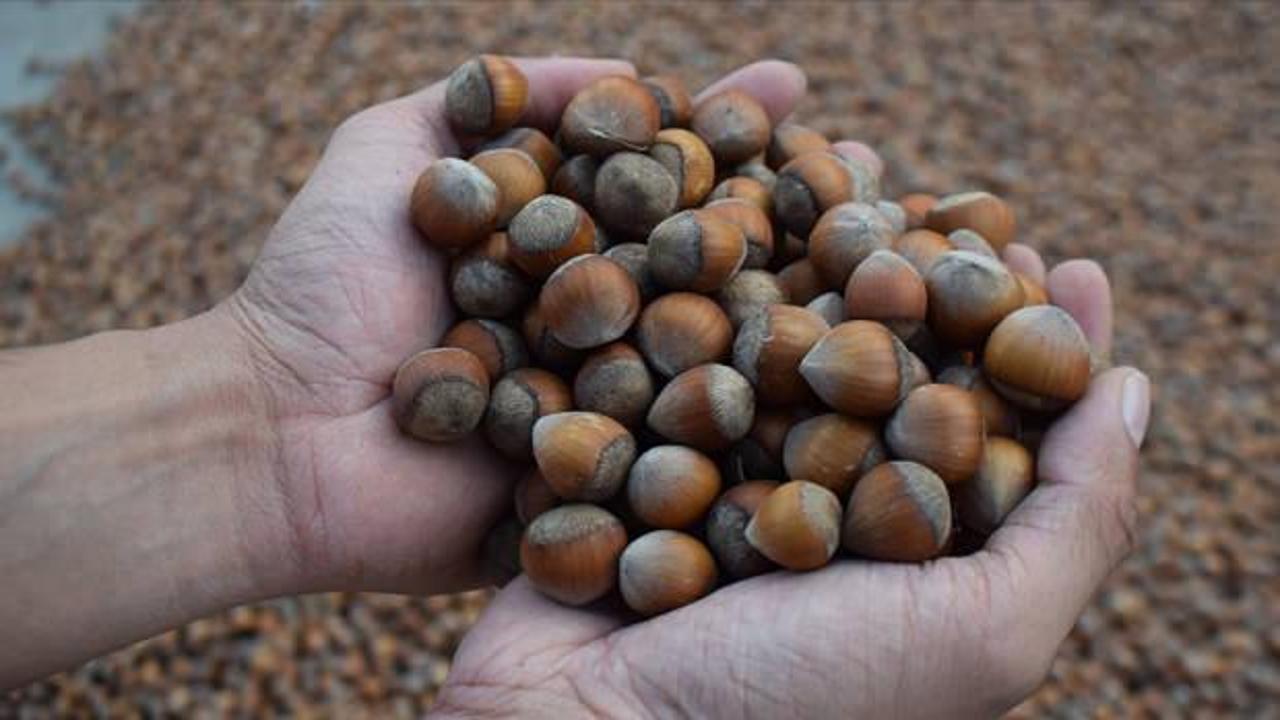 Ticaret borsalarında, ağustosta 17 bin tonu aşkın fındık işlem gördü