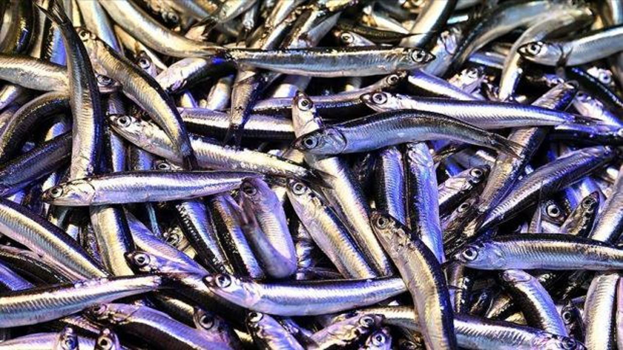 Trabzon'da hamsinin kilogramı 200 liradan satılıyor