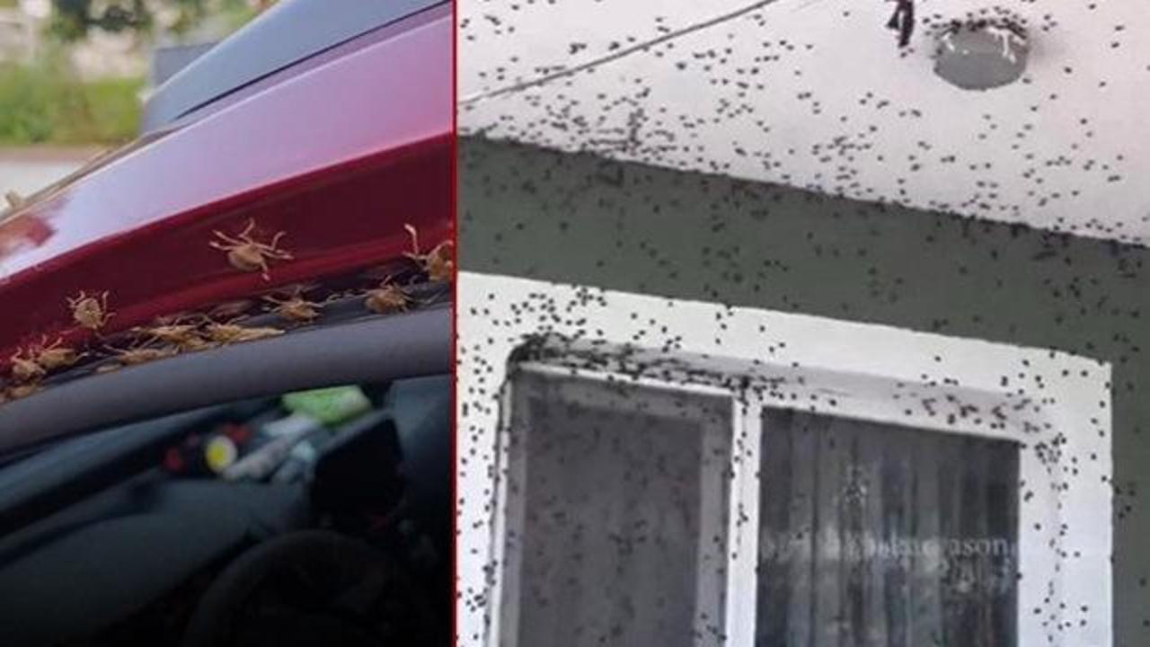 Giresun’da endişelendiren manzara! Evleri ve araçları istila ettiler 