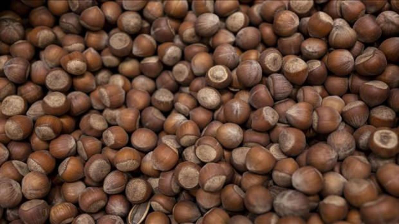 Fiyatlar düştü! Giresun'da fındık fiyatları 300 liraya kadar geriledi