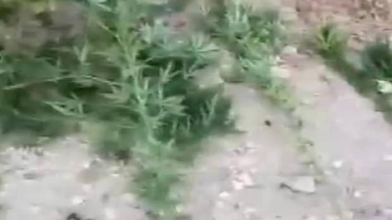 Mardin’de uyuşturucu operasyonunda 3 gözaltı