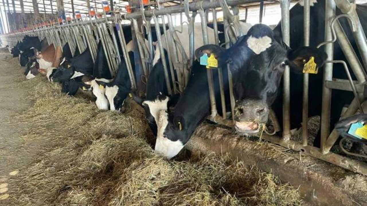 Samsun'da şap karantinası