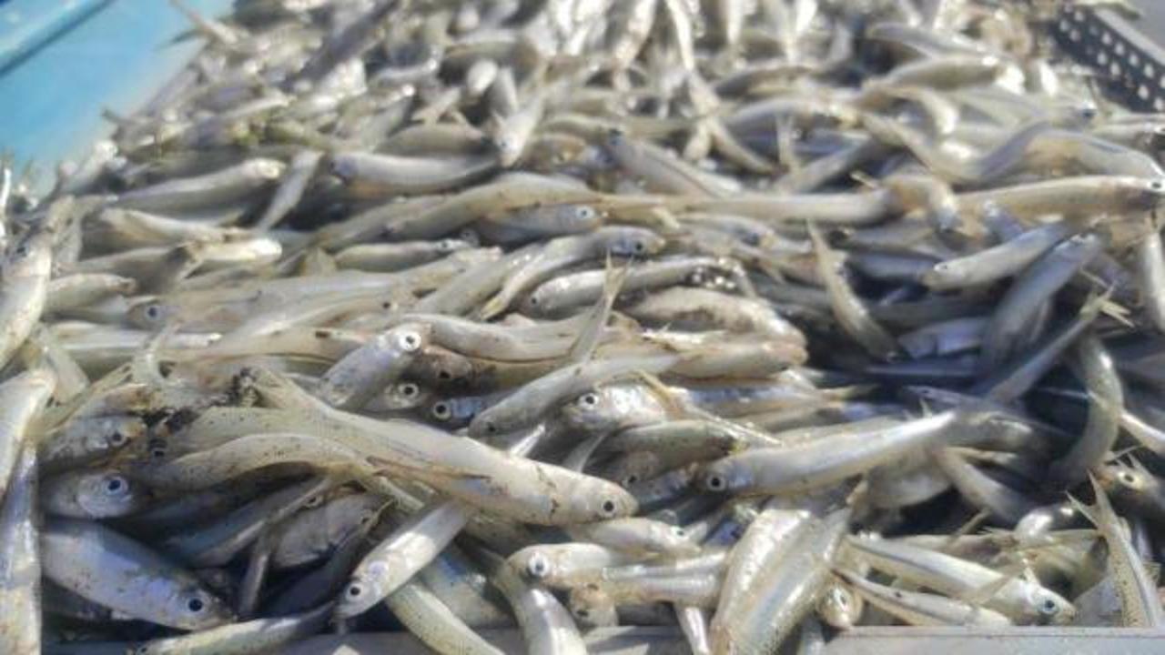 Yozgat'tan Avrupa'ya ihracat! Yevmiyeler günlük 2 bin lira