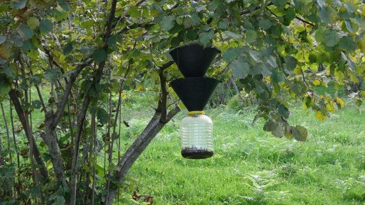 Çiftçinin kâbusu, herkesin belası oldu! Uzmanlar uyardı 