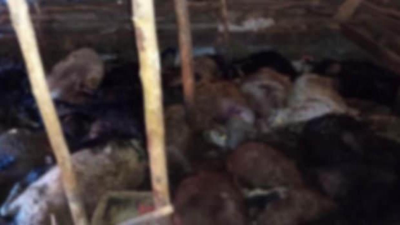 Elazığ'da korkunç olay! Ağıla yıldırım düştü, 45 hayvan telef oldu