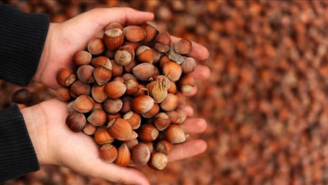 Fındıkta rekolte ve randıman artıracak çalışma!