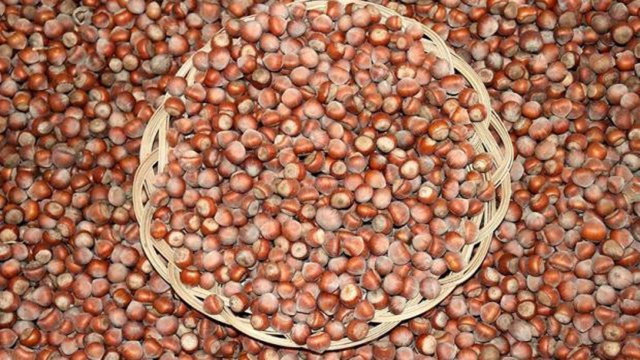 Fındıkta serbest piyasa düşüşte, Tarım Kredi en yüksek alımı yapıyor