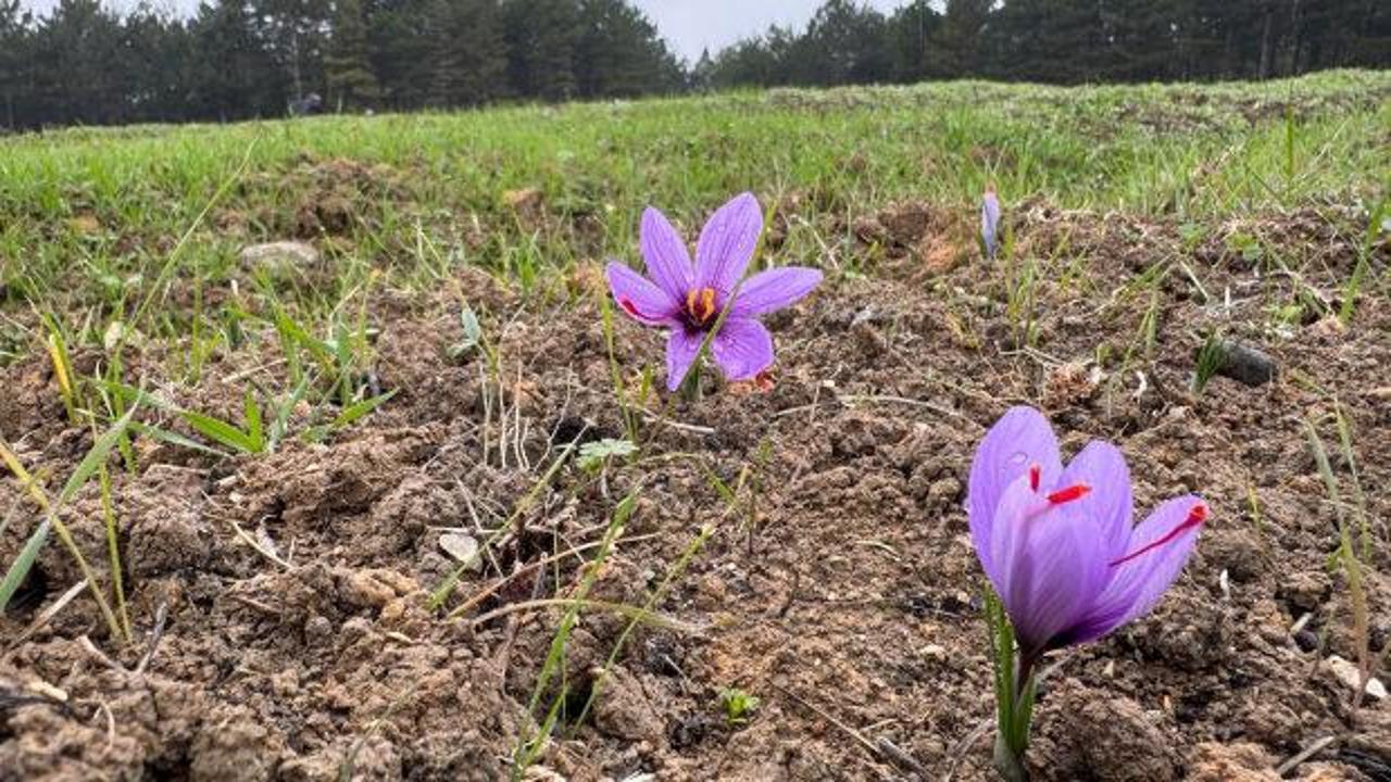 Karabük'te yetişiyor! Dünyanın en pahalı baharatı: Kilogramı 600 bin TL