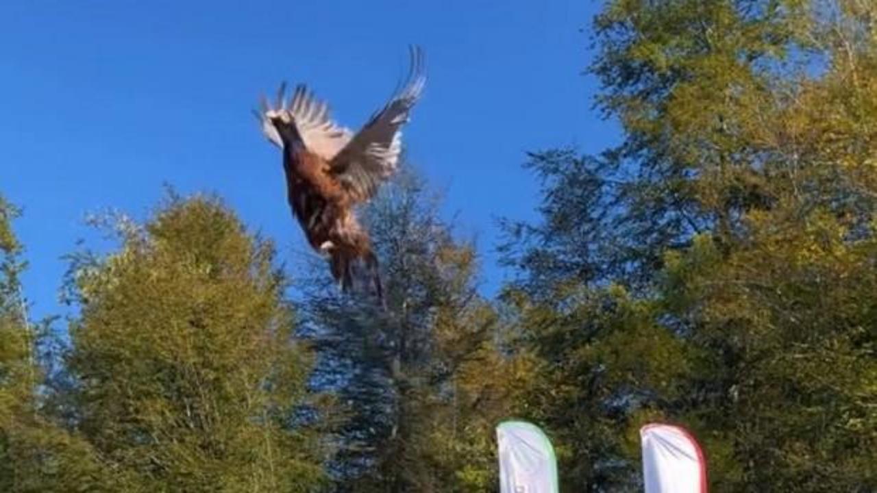 Kokarca istilasına karşı s&uuml;l&uuml;n kuşları doğaya salındı