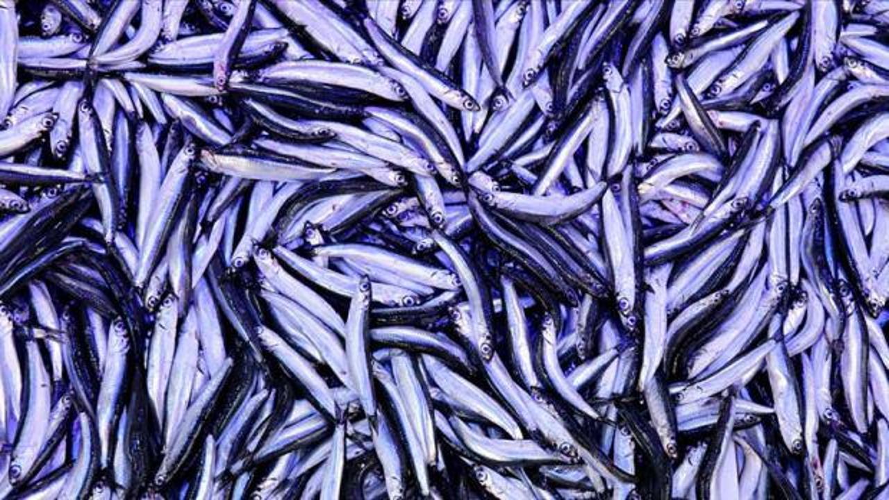 Trabzon'da hamsinin kilogramı 75 liradan satılıyor