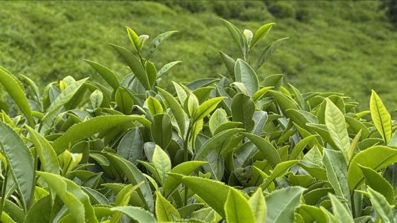 Türk çayı ihracatı 9 ayda 22 milyon doları aştı