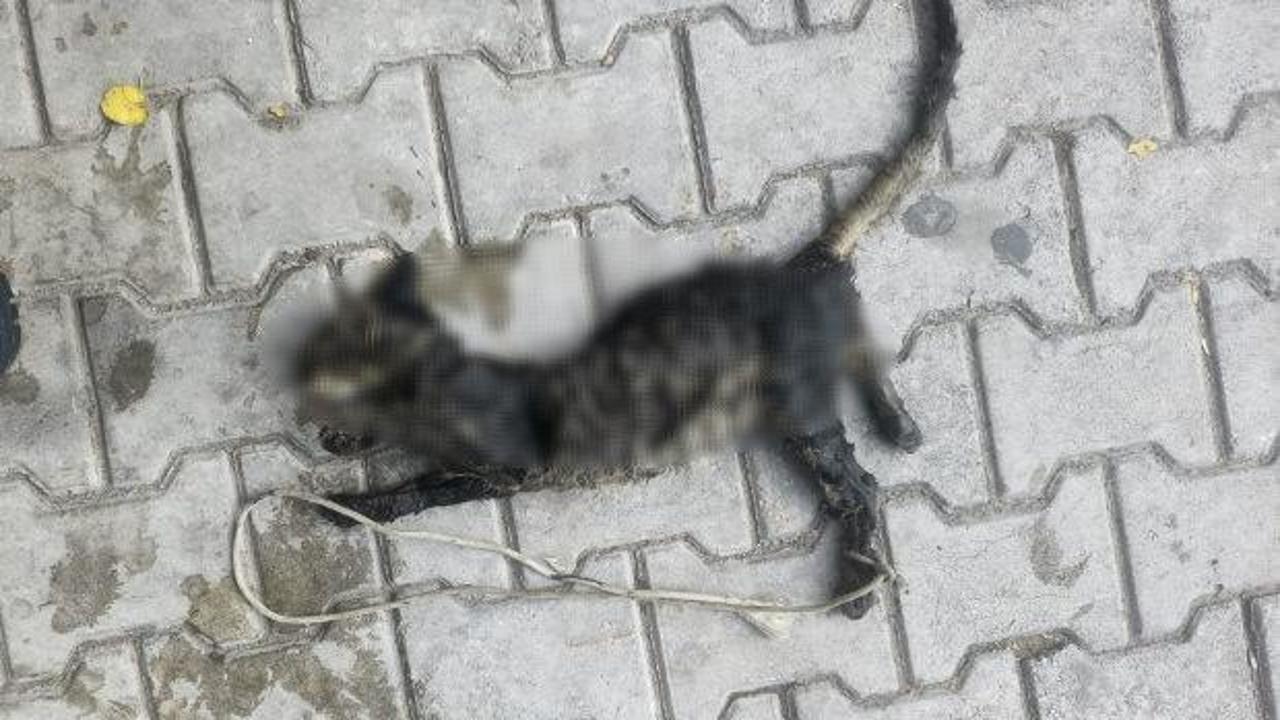 Yok böyle vicdansızlık! Yavru kediyi ayaklarından bağlayıp denize atmışlar