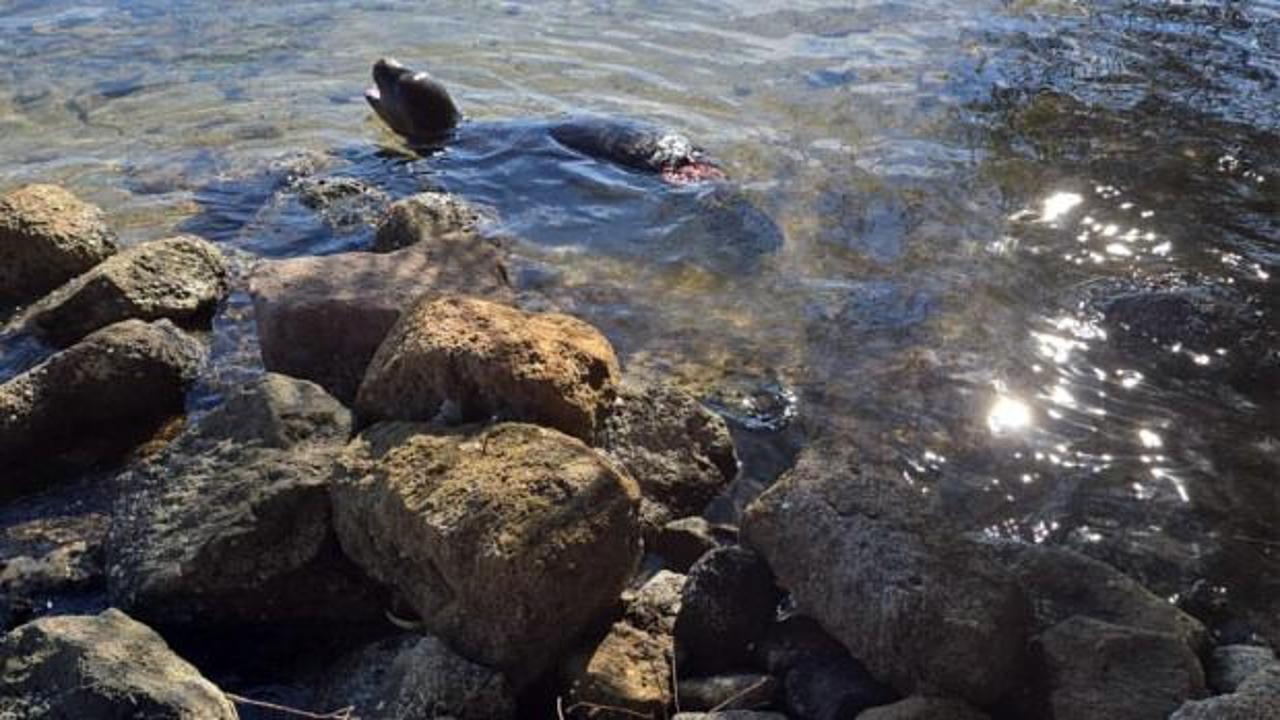 Yaralı halde kıyıya vurdu! Çok nadir görülüyor 