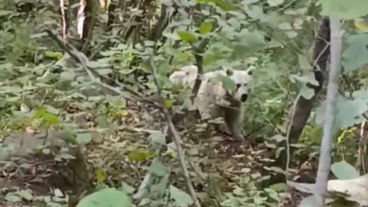 Yer: Rize! İlk kez beyaz ayı görüntülendi