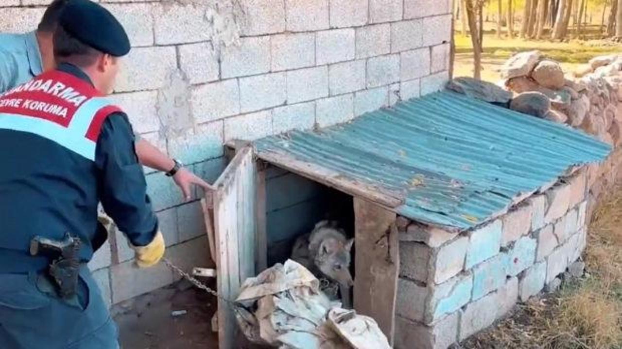 Yer: Van! Zincire vurulan kurt kurtarıldı