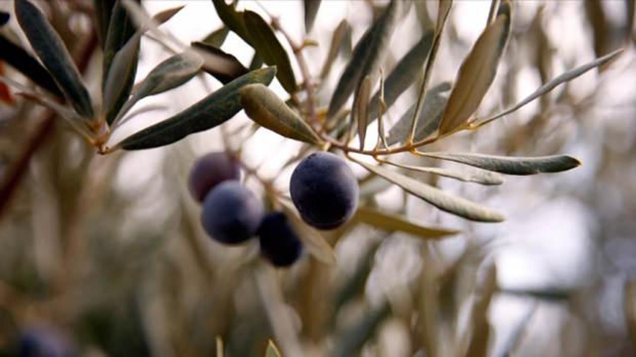 Zeytin rekoltesinde düşüş bekleniyor! ATB başkanı duyurdu