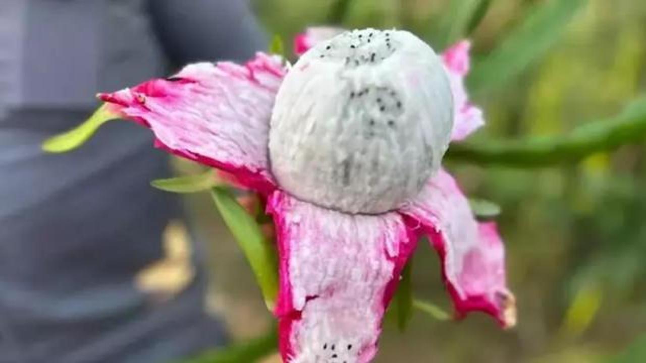 3 yıl &ouml;nce &uuml;retime başladı! Kilosu 180 lira