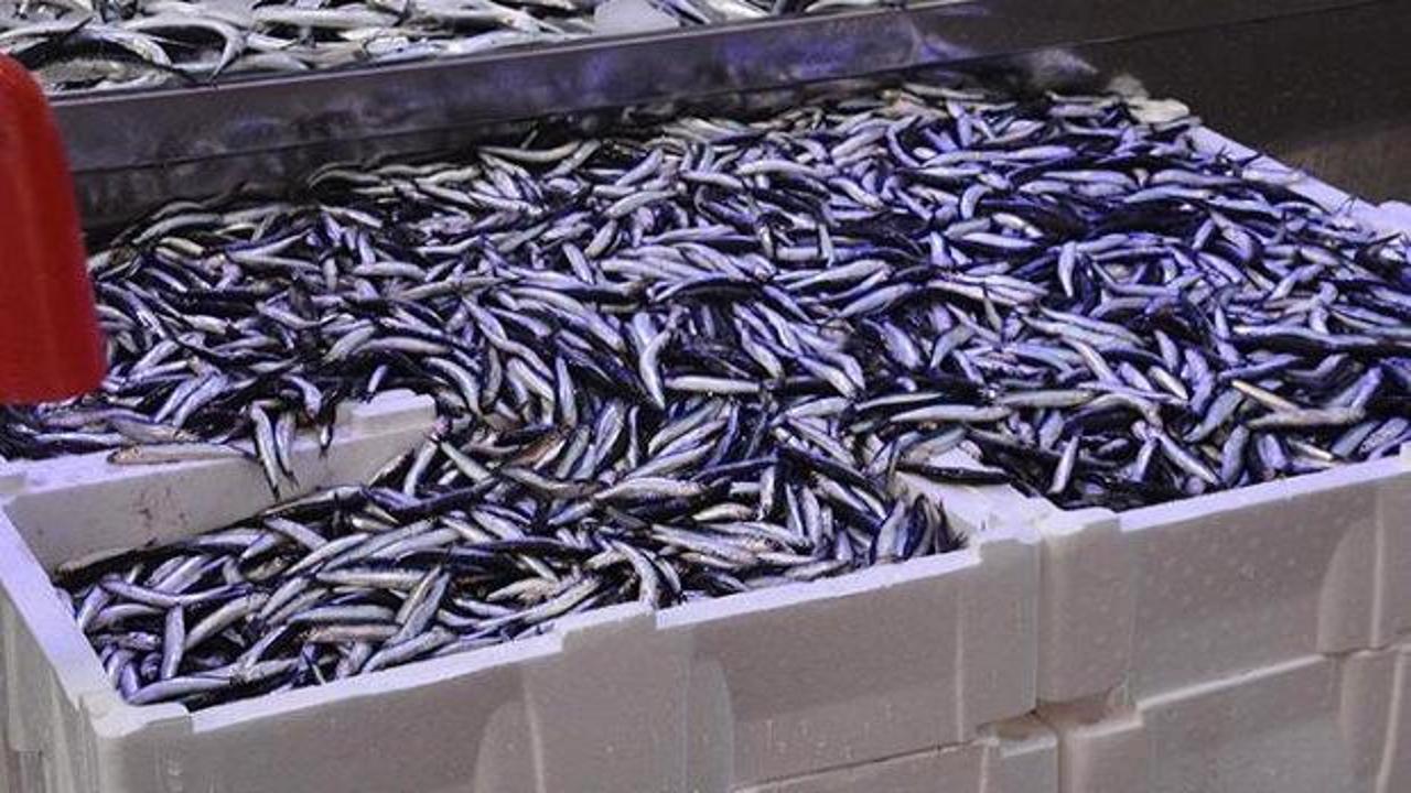 Balık tezgahlarında hamsi bolluğu: Kilogramı 70 TL!