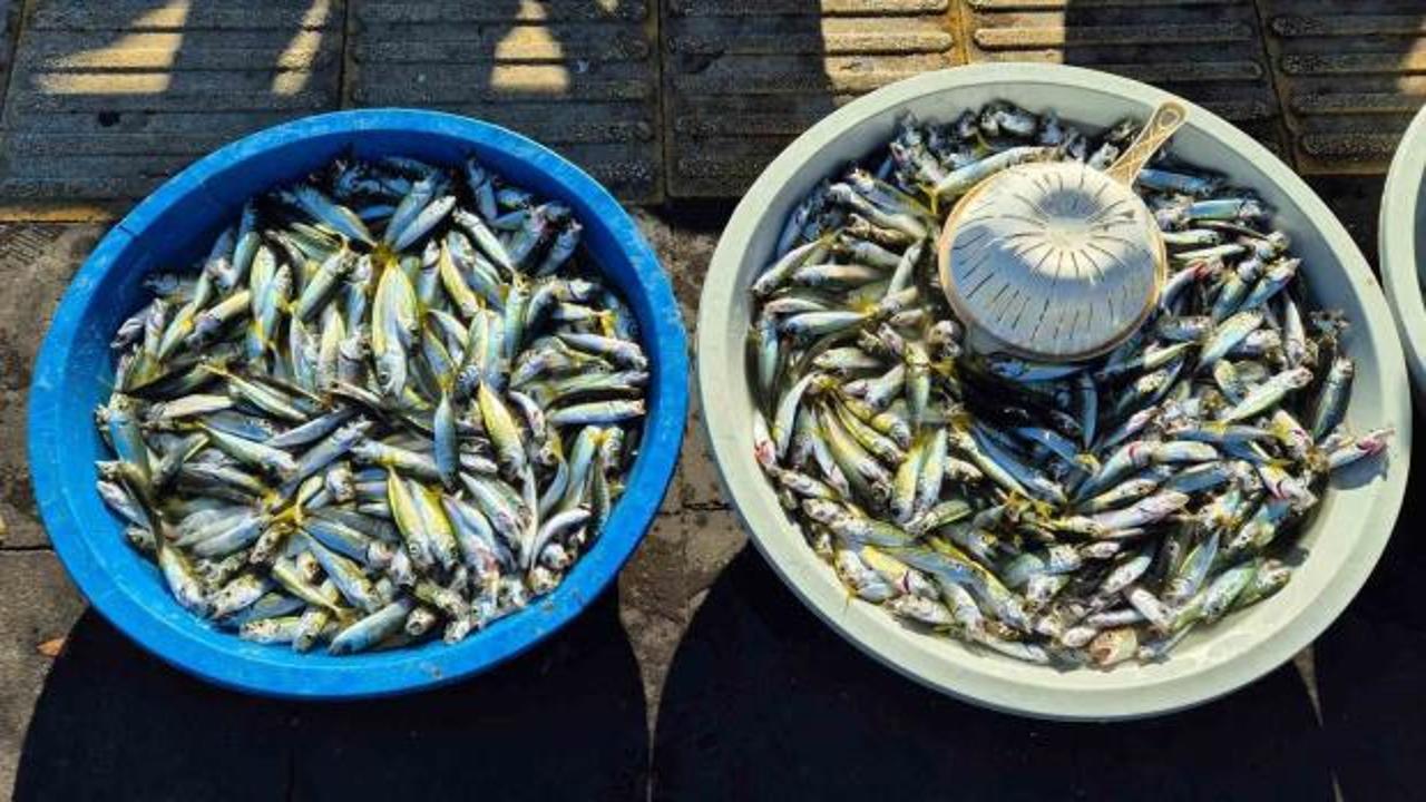 Balıkçıların yüzlerce kilo istavrit sevinci kursaklarında kaldı
