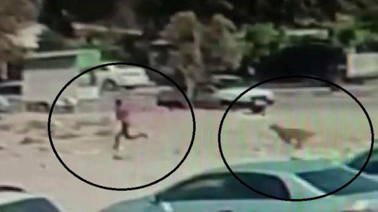 Hatay'da korku dolu anlar: Başıboş köpek çocuğu kovaladı!